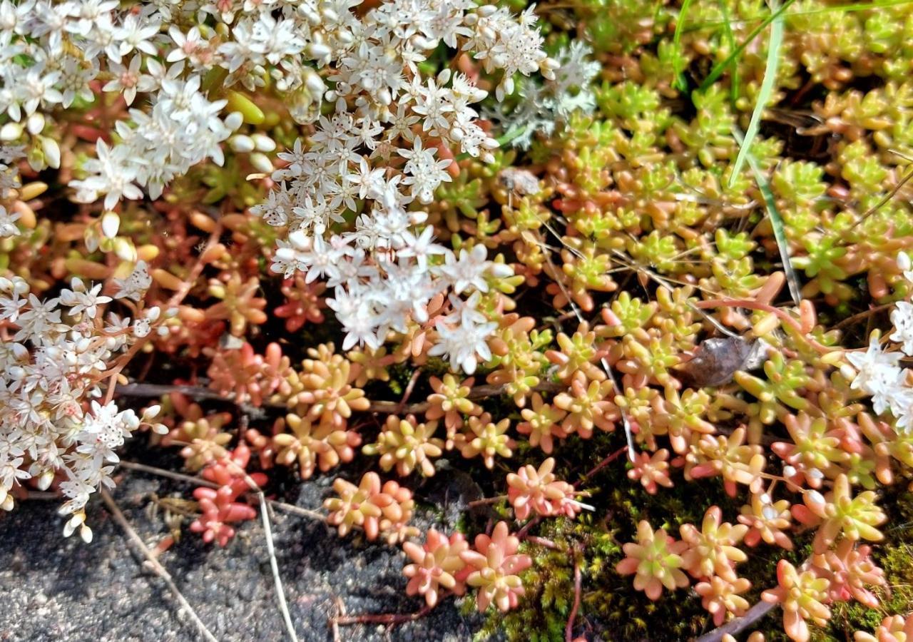 Pensjonat Flora Dekor Gaestgard Alingsås Zewnętrze zdjęcie