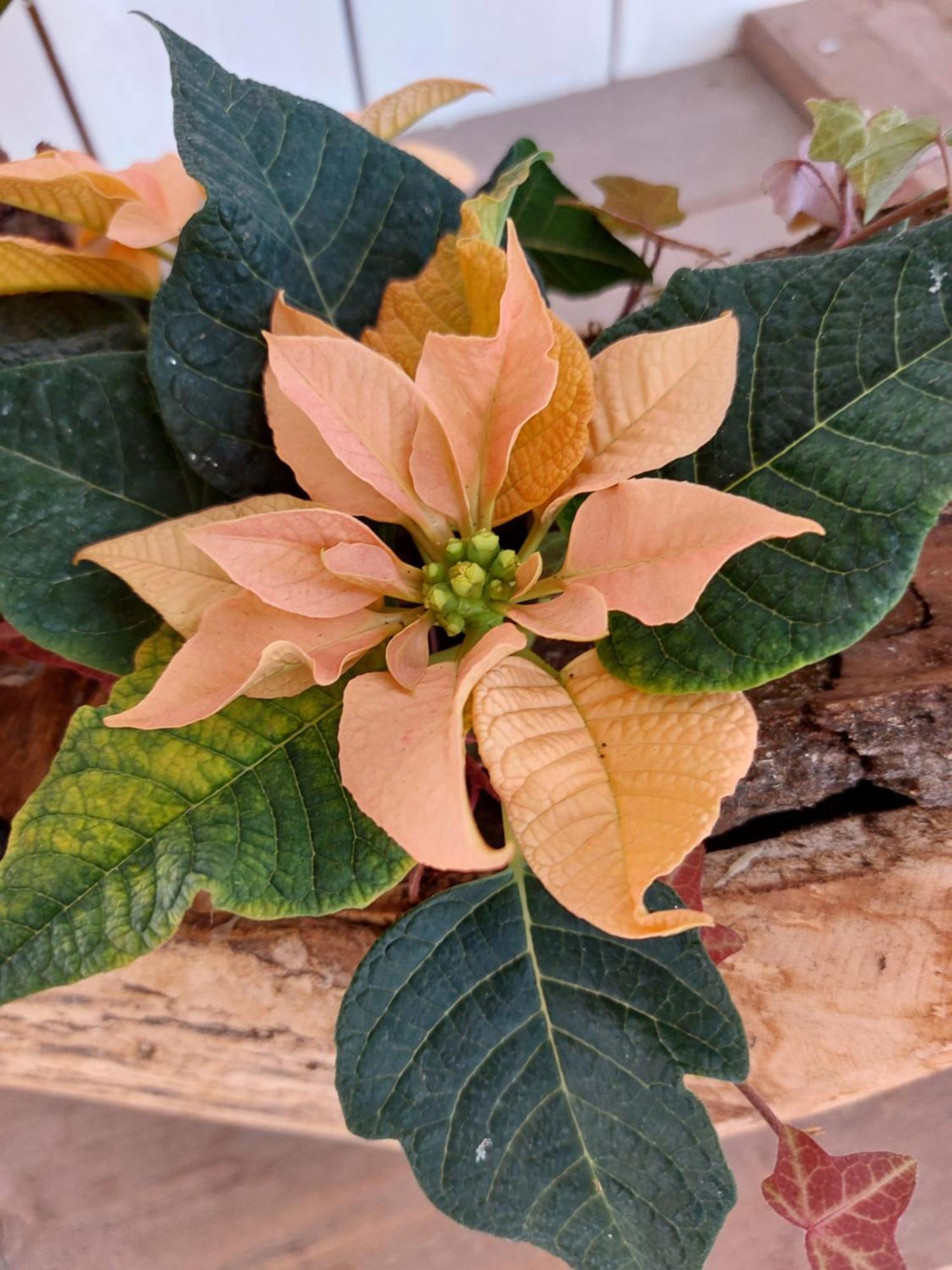 Pensjonat Flora Dekor Gaestgard Alingsås Zewnętrze zdjęcie
